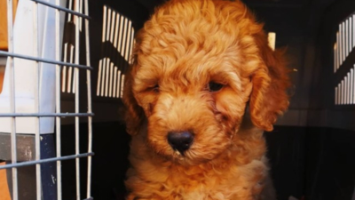 Au cumpărat un bichon maro, însă după ce l-au splălat au avut un șoc